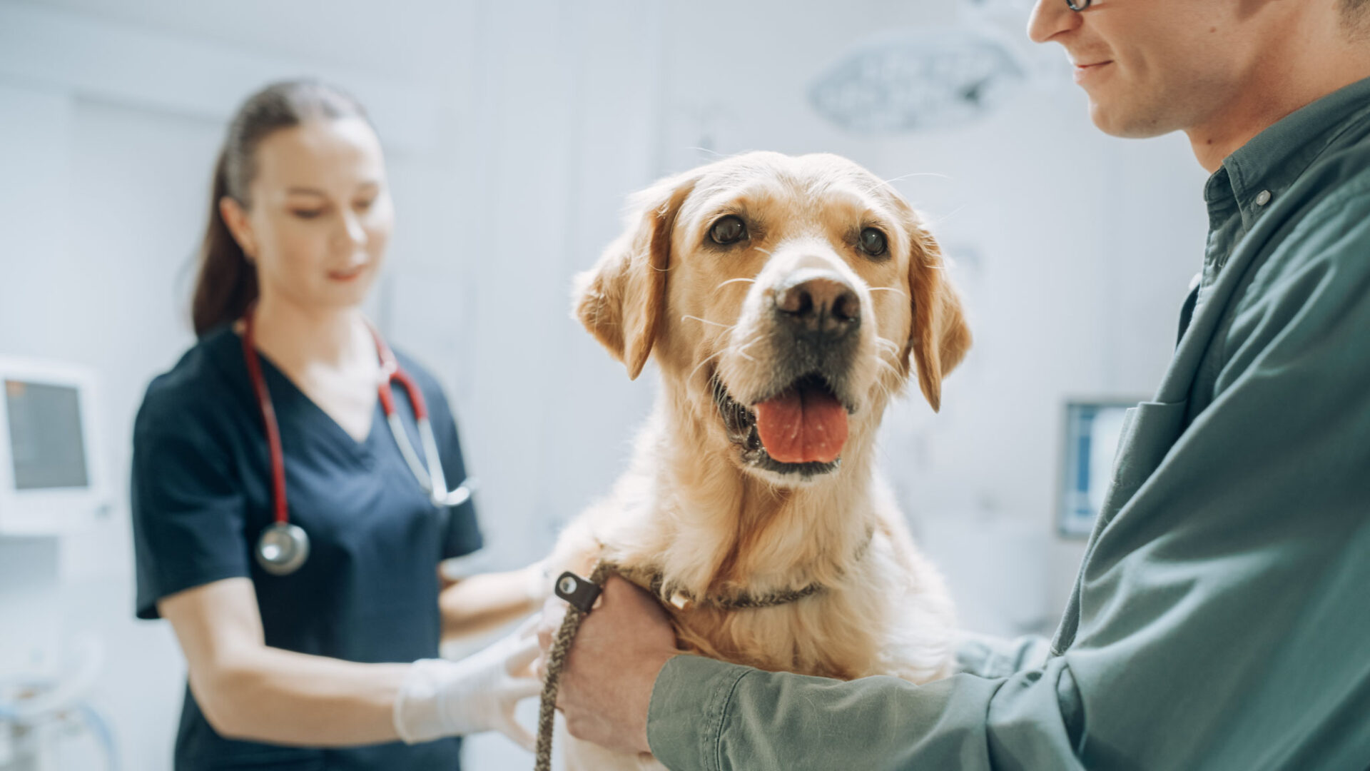 Book an Appointment | Birkdale Animal Hospital