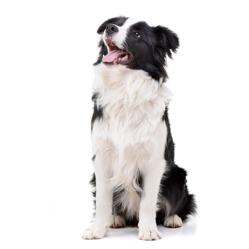 Black and white border collie waiting for his veterinarian at Birkdale Animal Hospital.